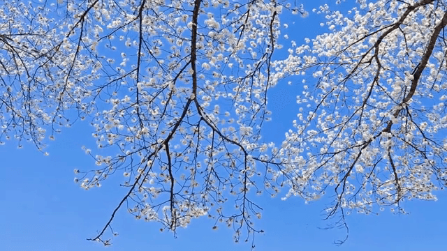 맑은 하늘을 배경으로 한 벚꽃