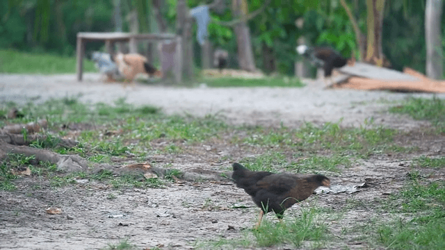 Chickens roaming in a grassy area
