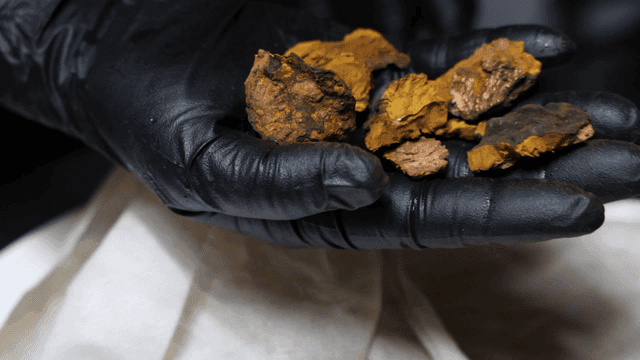 Gloved hands holding medicinal herbs