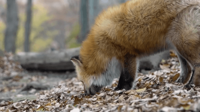숲에서 먹이를 찾는 여우