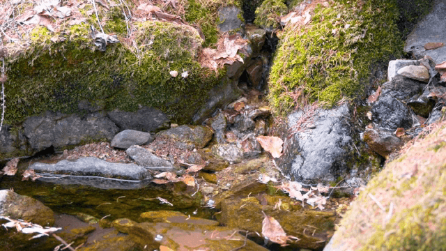 이끼 낀 바위를 흐르는 작은 시냇물