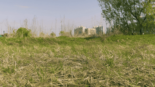 Lawn with trees and dry leaves