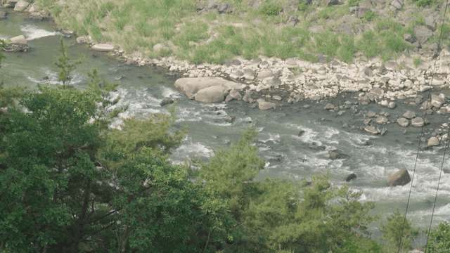 Flowing river surrounded by forest