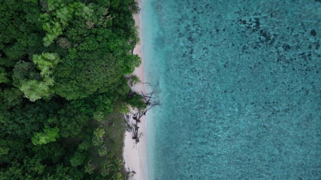 무성한 숲이 있는 해변가의 맑은 에메랄드빛 바다