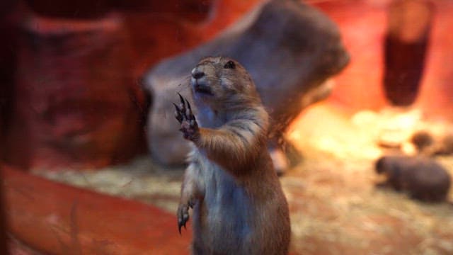 Prairie dog standing with hand on glass window