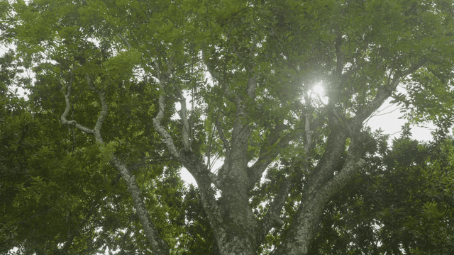 Sunlight filtering through lush green trees