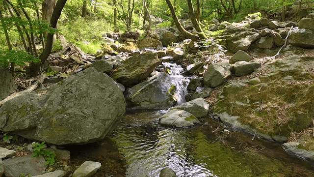 Tranquil forest stream with rocks