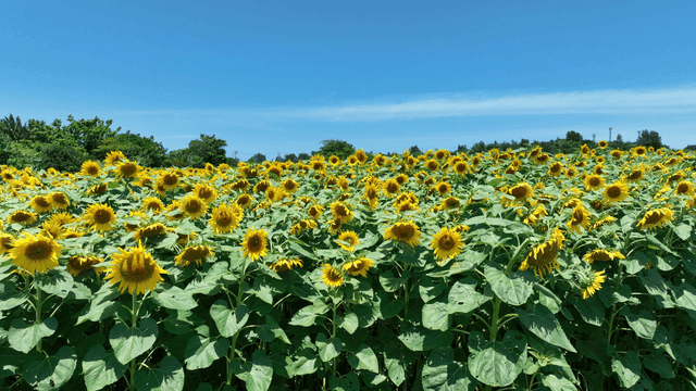 Sunflower field under clear sky