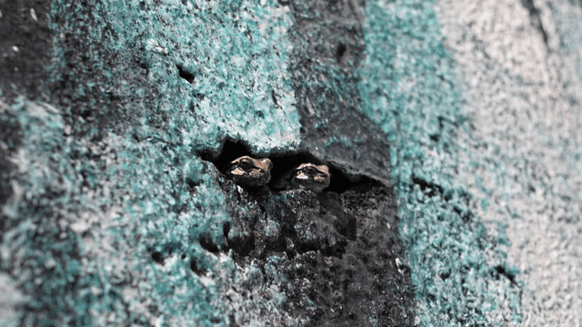 Two frogs peeking out from a wall crack