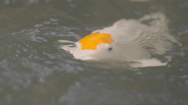 Colorful koi fish swimming in a pond