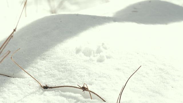 Squirrel peering out from snowy ground