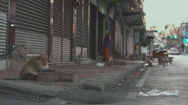 In the early morning, an empty street with monkeys.