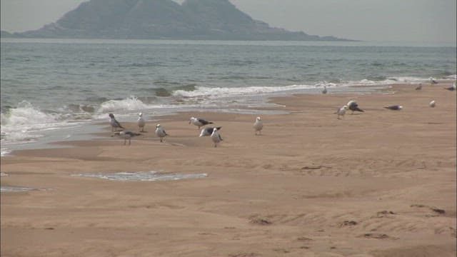 Seagulls on a serene sandy beach