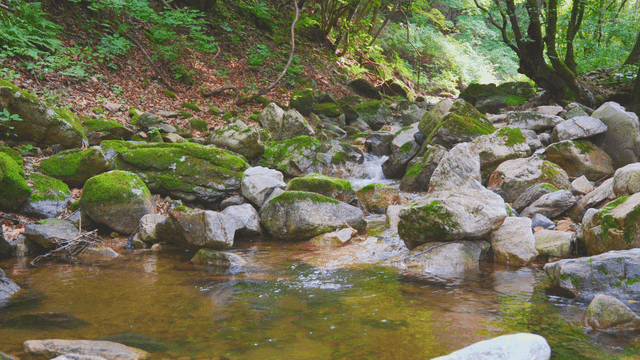 이끼 낀 바위가 있는 고요한 숲 속 계곡
