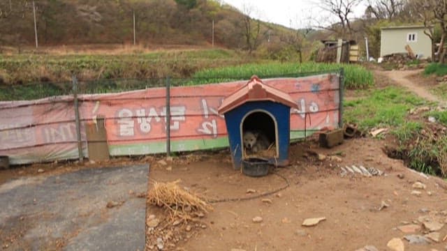 개집에서 강아지를 돌보는 어미 개