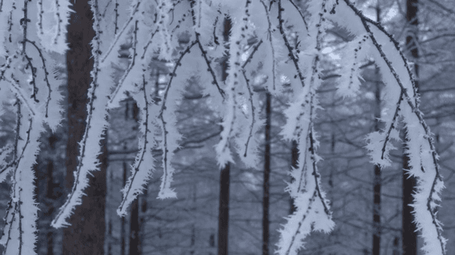 겨울 숲의 눈 덮인 나뭇가지