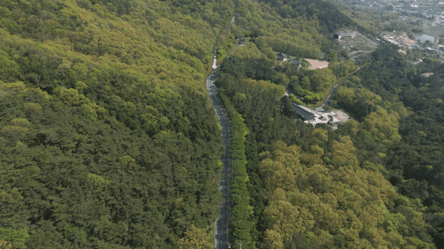 Road crossing green forest