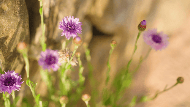 Purple flowers blooming in sunlight