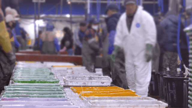 Workers sorting seafood at busy fish market