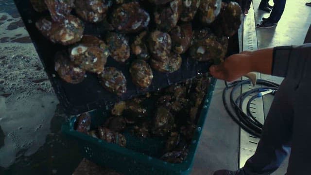 양식장에서 건져올린 전복들