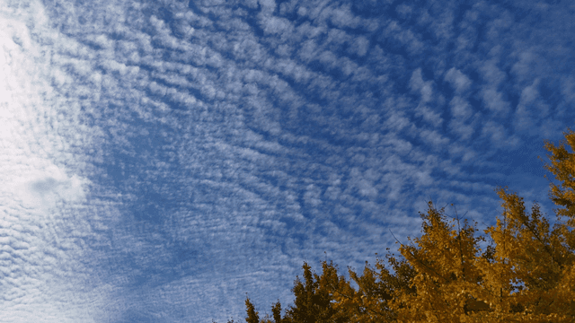 흩어진 구름과 가을 은행나무가 있는 푸른 하늘