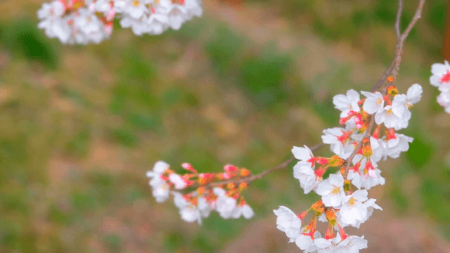 Cherry blossoms in full bloom on branches