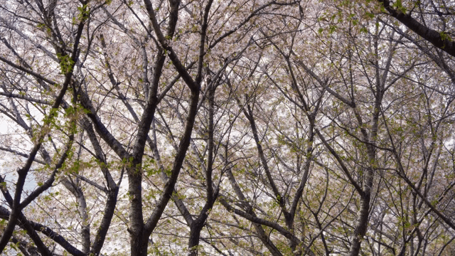 만개한 벚꽃 나무들