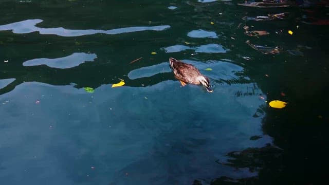 고요한 연못에서 헤엄치는 오리