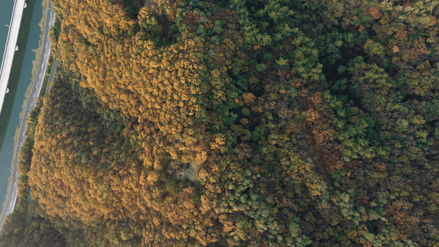 도로 옆 울창한 숲의 항공 뷰