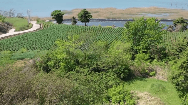 고요한 호수 근처의 푸른 농장