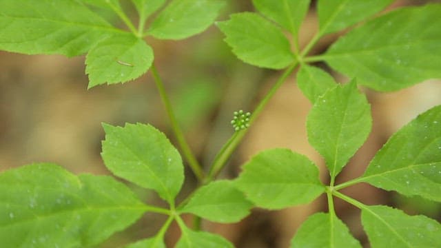 Fresh green leaves of wild ginseng