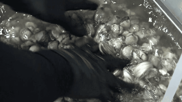 흐르는 물에 세척하는 꼬막