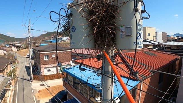 Removing a bird's nest from a power pole in a suburban area