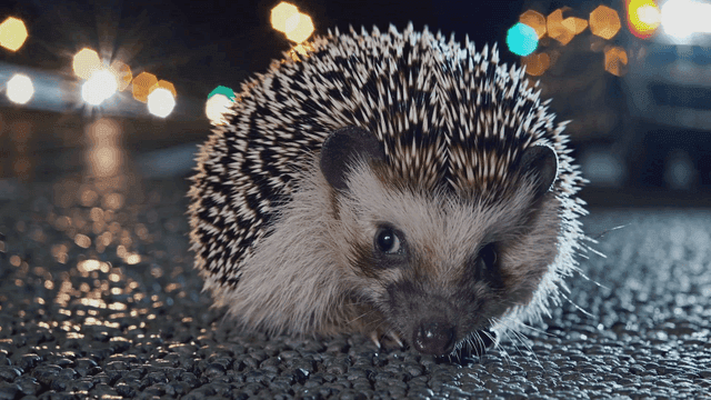 Hedgehog on brightly lit road