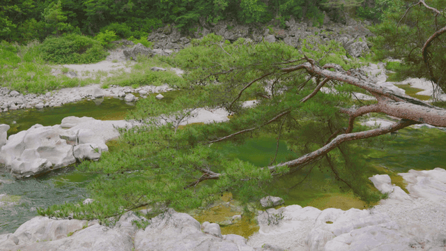 초록 잎이 달린 나뭇가지