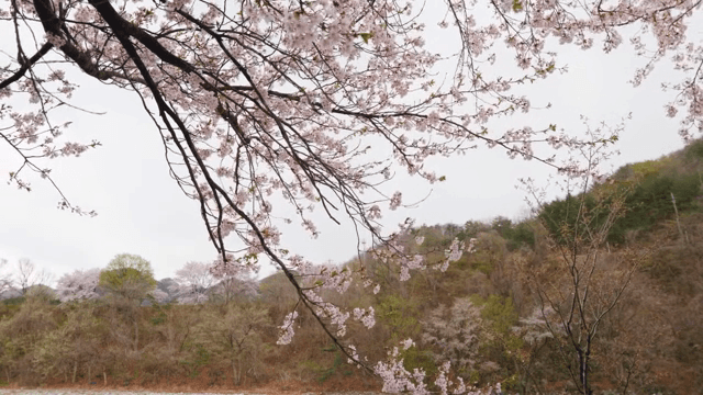 가지에 만개한 벚꽃