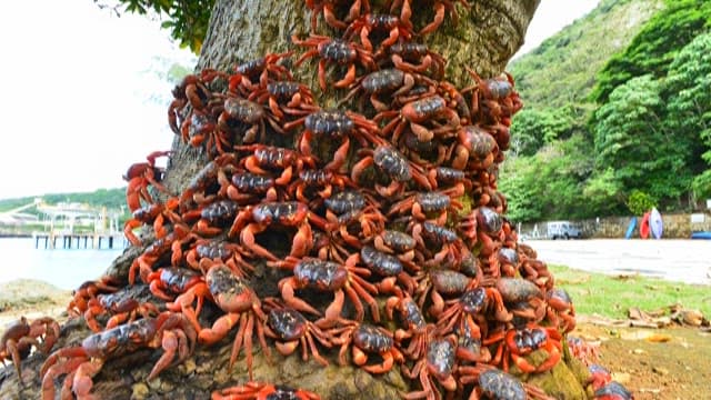 Crabs congregating on a tropical tree