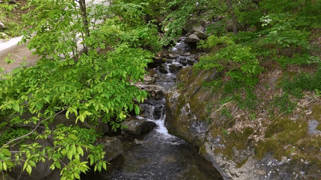 푸른 숲을 흐르는 고요한 시냇물
