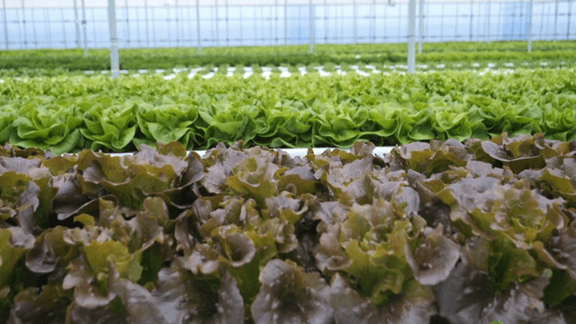 온실에서 자라는 상추