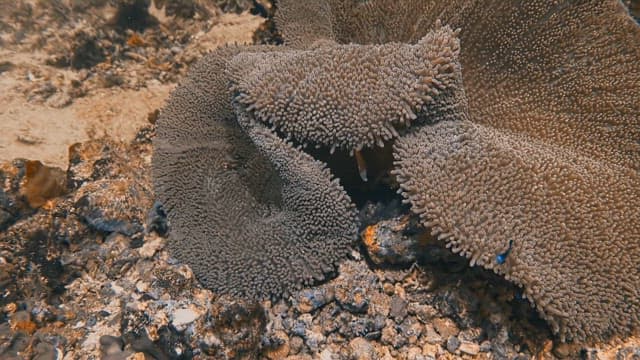 산호초를 발랄하고 경쾌하게 탐험하는 흰동가리