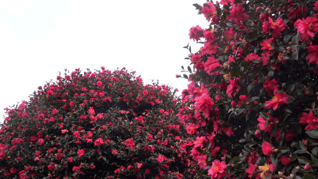 Pink camellia garden in rain