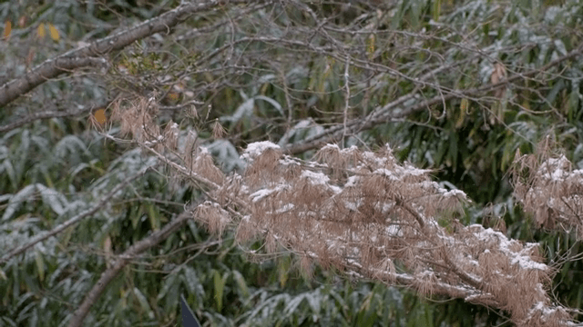 Snow-covered branches in a forest