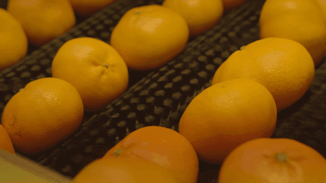 Fresh tangerines on conveyor belt
