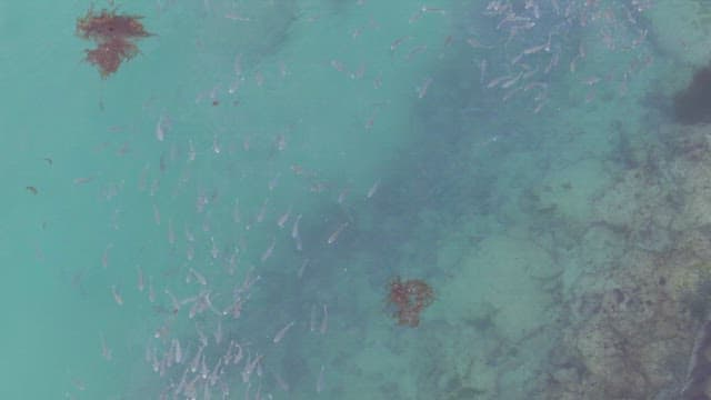 맑은 물에서 헤엄치는 물고기 떼