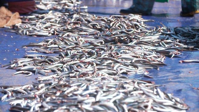 화창한 날 파란 방수포 위에 널린 갓 잡은 물고기들