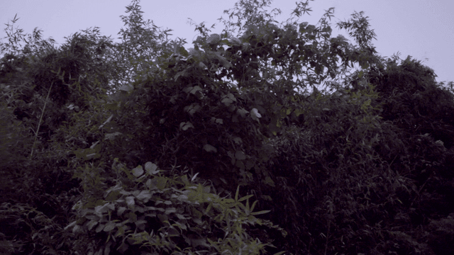 Dense forest with lush green foliage