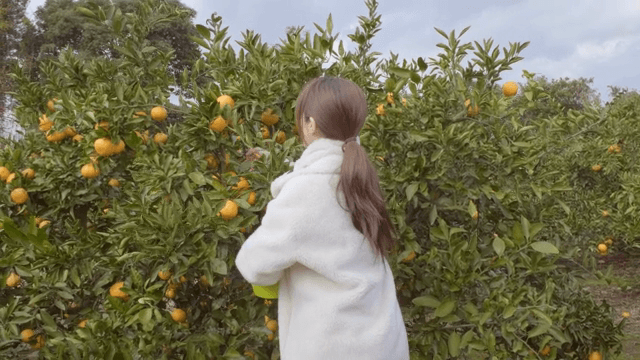 과수원에서 감귤을 따는 여성