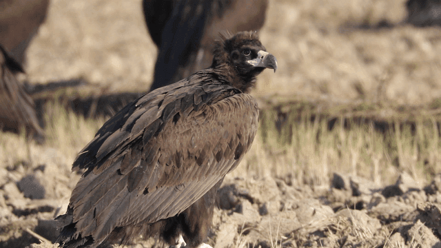 Eagle standing on dry land