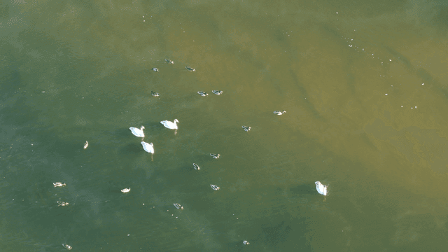 호수에서 헤엄치는 백조와 오리들