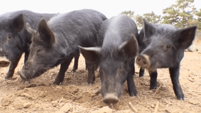 농장에서 먹이를 찾는 흑돼지들